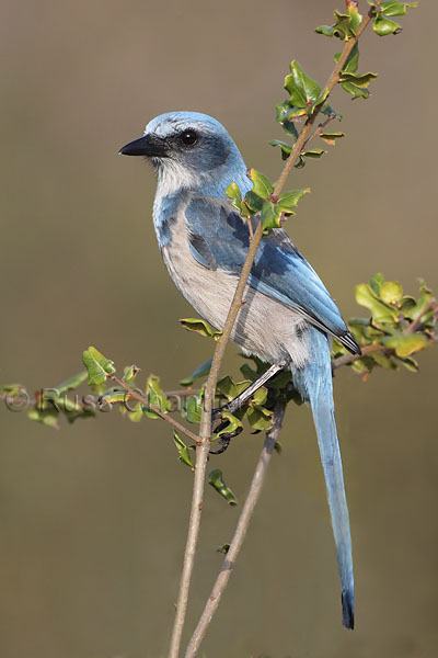 Florida Scrub Jay © Russ Chantler